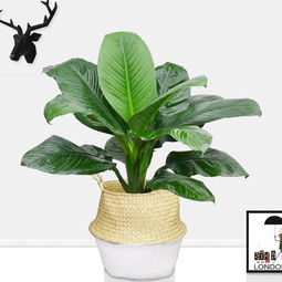 武漢園林景觀公司園林綠化施工工藝庭院陽臺小區(qū)景觀綠化施工